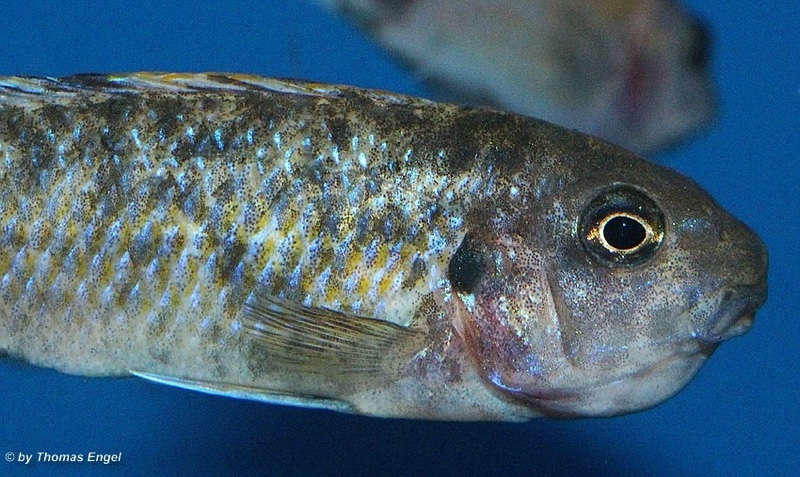 Labeotropheus trewavasae 'Higga Reef'
